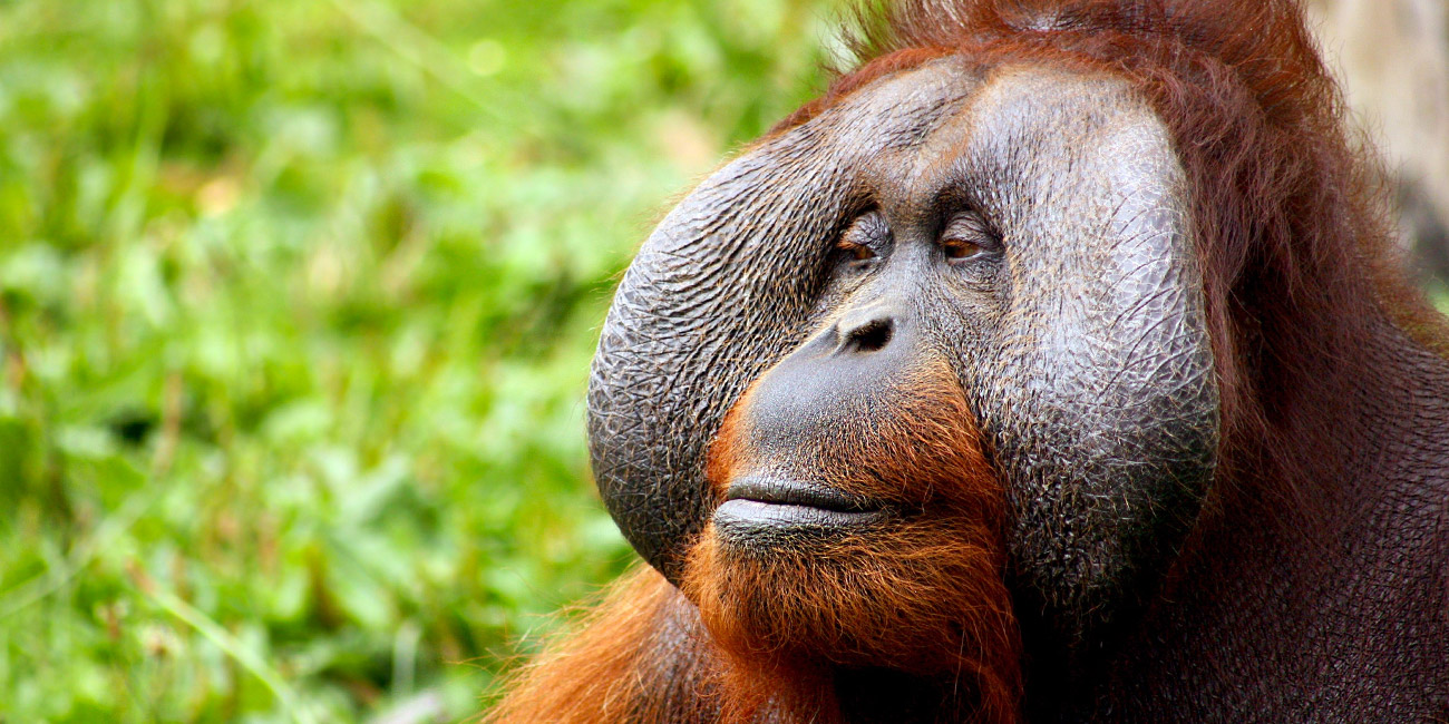 Orangutan-day.jpg